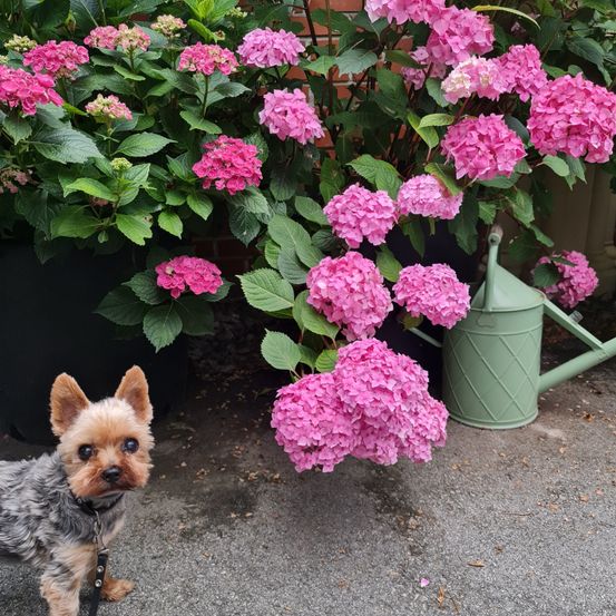 Ein kleiner Hund steht neben einer Pflanze mit rosa Blüten. Die Pflanze steht in einem schwarzen Topf und hat grüne Blätter.