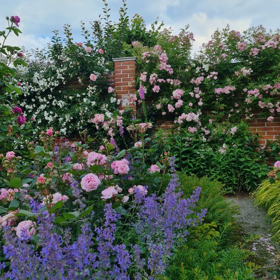 Ein Garten mit einer mit rosa und weißen Rosen, Lavendel und anderen blühenden Pflanzen bedeckten Ziegelmauer.