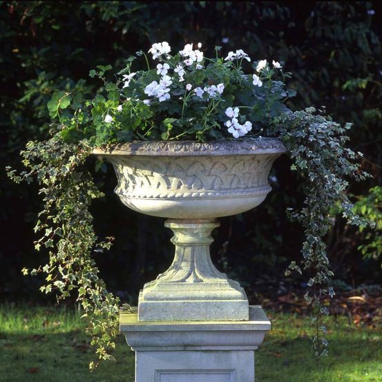 Ein großer Steinpflanzer gefüllt mit weißen Blumen und Efeu auf einem Podest mit grünem Hintergrund.