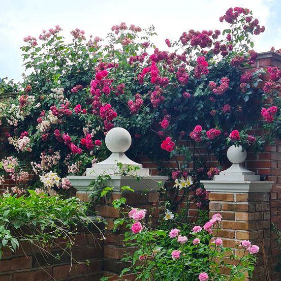 Eine Gartenmauer, verziert mit kletternden Rosen in Rosa und Weiß, die an einer Ziegelmauer mit dekorativen weißen Kappen hochklettern.