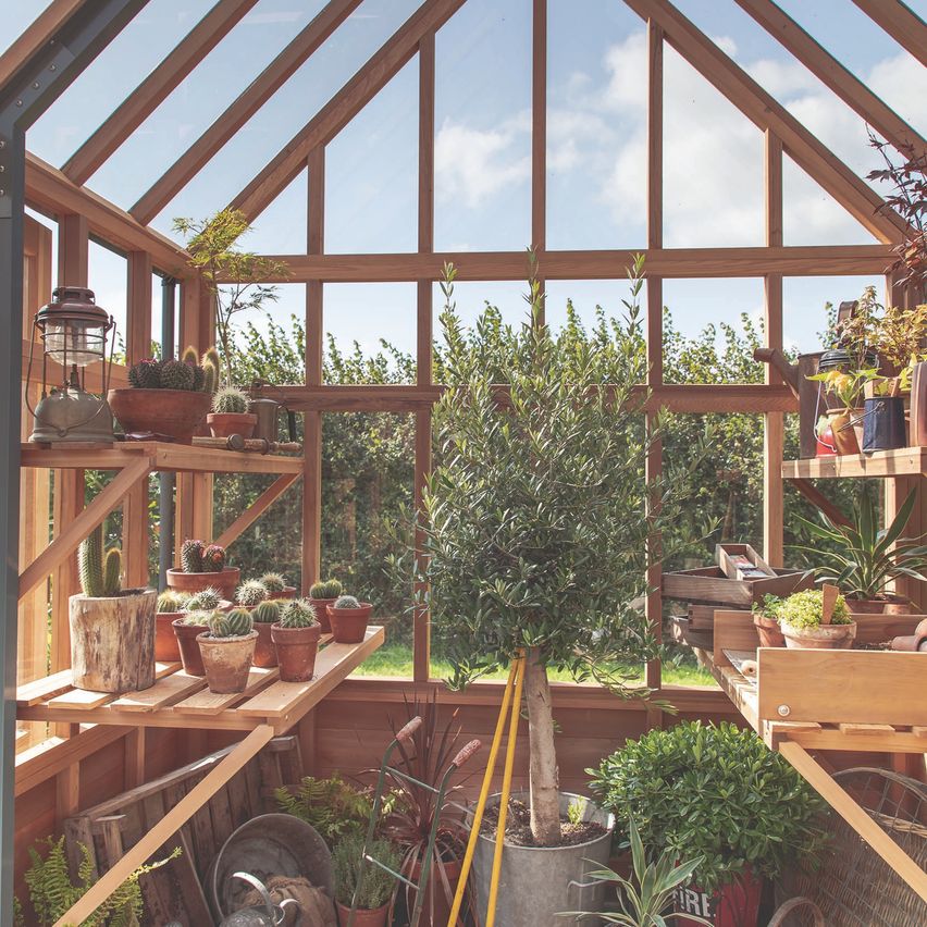 Ein Gewächshaus gefüllt mit verschiedenen Topfpflanzen, darunter Kakteen und ein Olivenbaum, unter einem Holzrahmen und Glasfenstern mit Blick auf einen bewölkten Himmel.