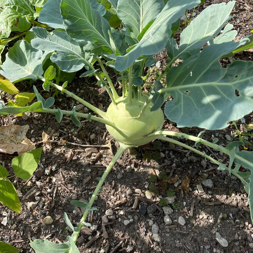 Ein grüner, kugelförmiger Kohlrabi mit großen Blättern wächst im Boden. Die Blätter haben Löcher.