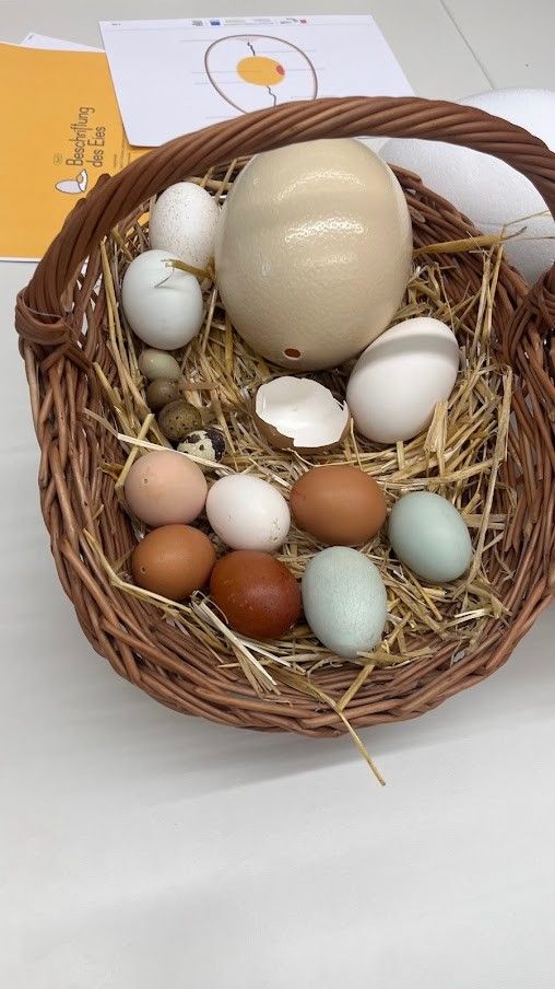 Ein Korb mit verschiedenen farbigen Eiern, einschließlich braun, weiß und blau, auf einem Heubett.