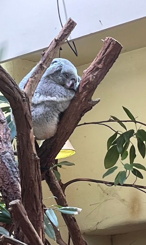 Ein Koala ruht auf einem Ast in einem Gebäude, mit grünen Blättern und einem gelben Licht in der Nähe.