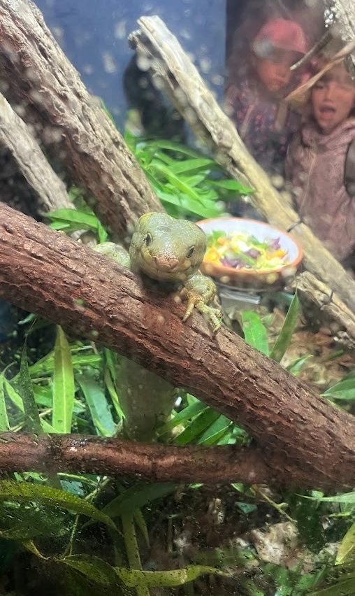 Ein grüner Echse ruht auf einem Ast in einem Terrarium mit üppigen grünen Pflanzen und einer Schüssel mit Essen.