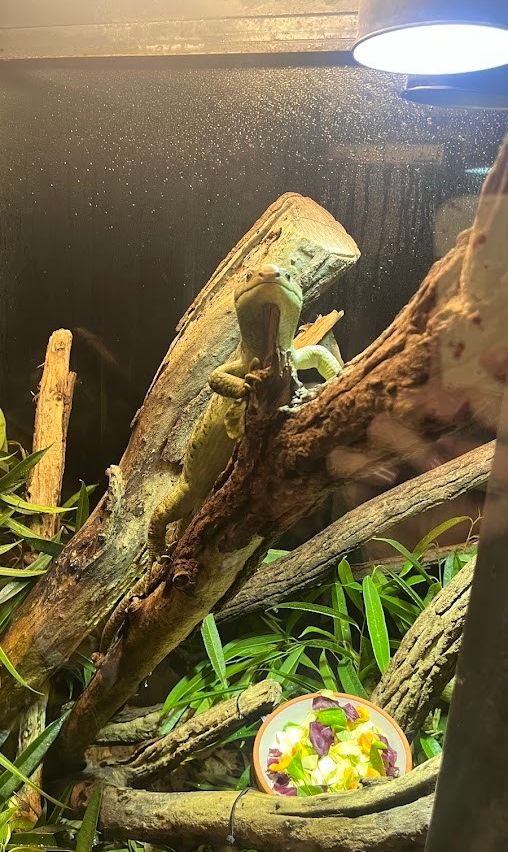 Eine Eidechse klettert in einem Terrarium auf einen Ast, mit einer Schüssel voller Nahrung in der Nähe.