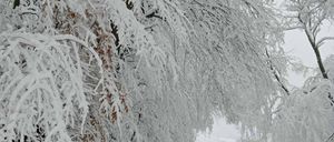 Ein schneebedeckter Pfad, umgeben von Bäumen, die mit Schnee bedeckt sind, wobei einige Äste noch Blätter halten.