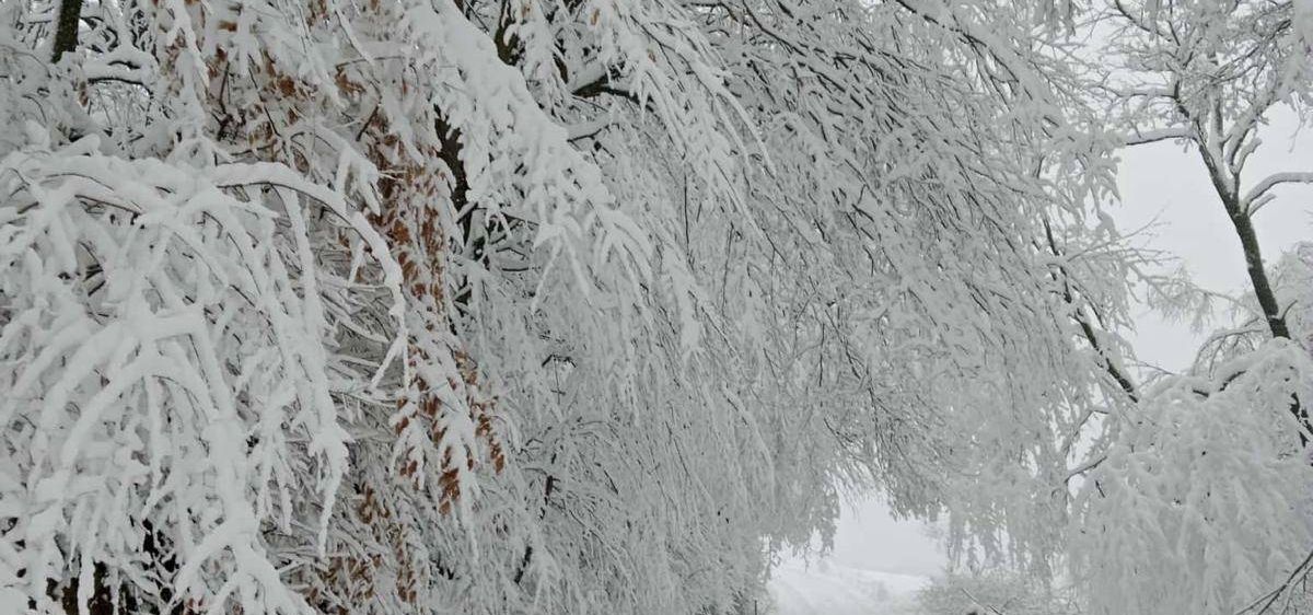 Ein schneebedeckter Pfad, umgeben von Bäumen, die mit Schnee bedeckt sind, wobei einige Äste noch Blätter halten.