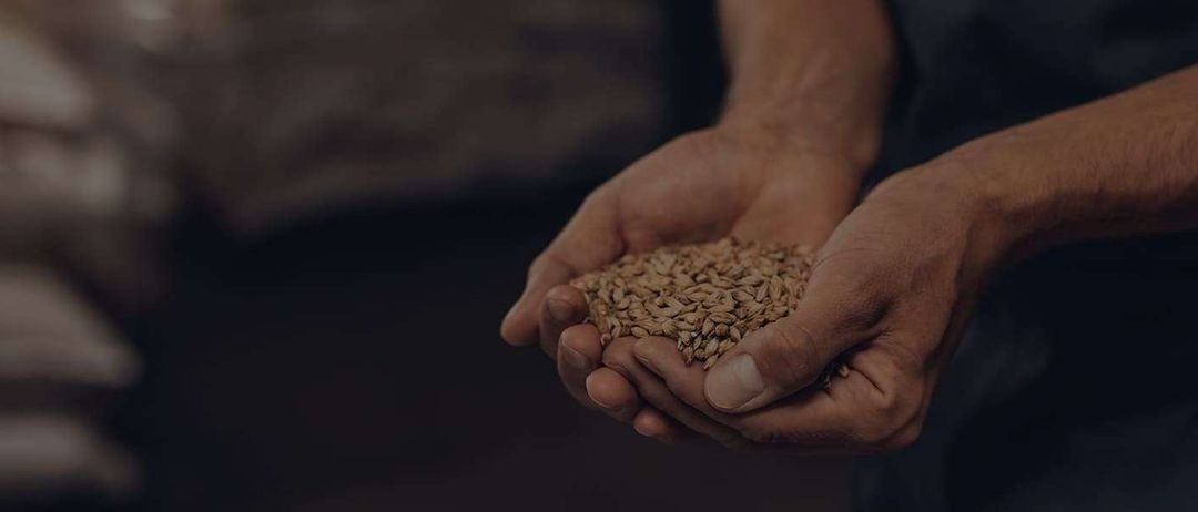 Eine Person hält eine Ansammlung von Gerstenkörnern in ihren Händen und betrachtet sie genau.