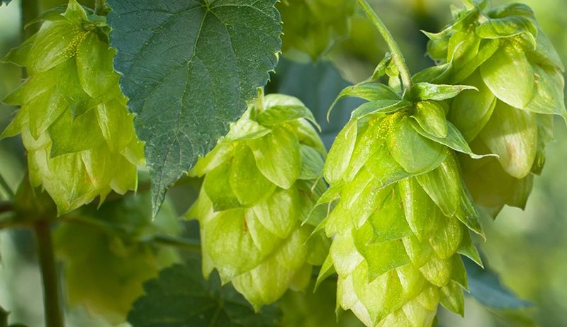 Nahaufnahme von grünen Hopfenzapfen an einer Pflanze, mit hellen Blättern im Hintergrund. Die Zapfen sind jung und voller Leben und zeigen ihre natürlichen Farben.