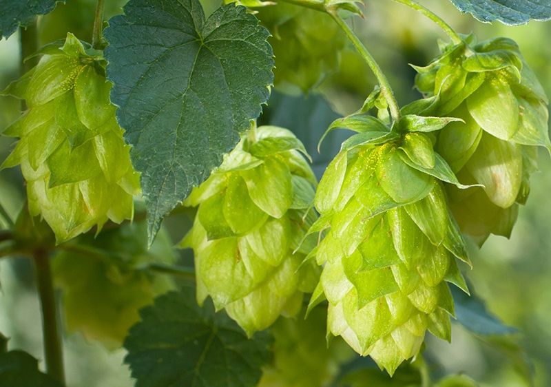 Nahaufnahme von grünen Hopfenzapfen an einer Pflanze, mit hellen Blättern im Hintergrund. Die Zapfen sind jung und voller Leben und zeigen ihre natürlichen Farben.