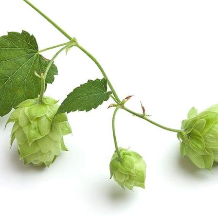 Drei grüne Hopfenzapfen, die durch einen grünen Stiel mit Blättern verbunden sind, werden auf einem weißen Hintergrund gezeigt.