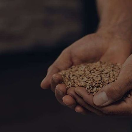 Nahaufnahme von Händen, die Getreide, möglicherweise Gerste, für die Bierherstellung oder Lebensmittelzubereitung halten, mit einem unscharfen Hintergrund.