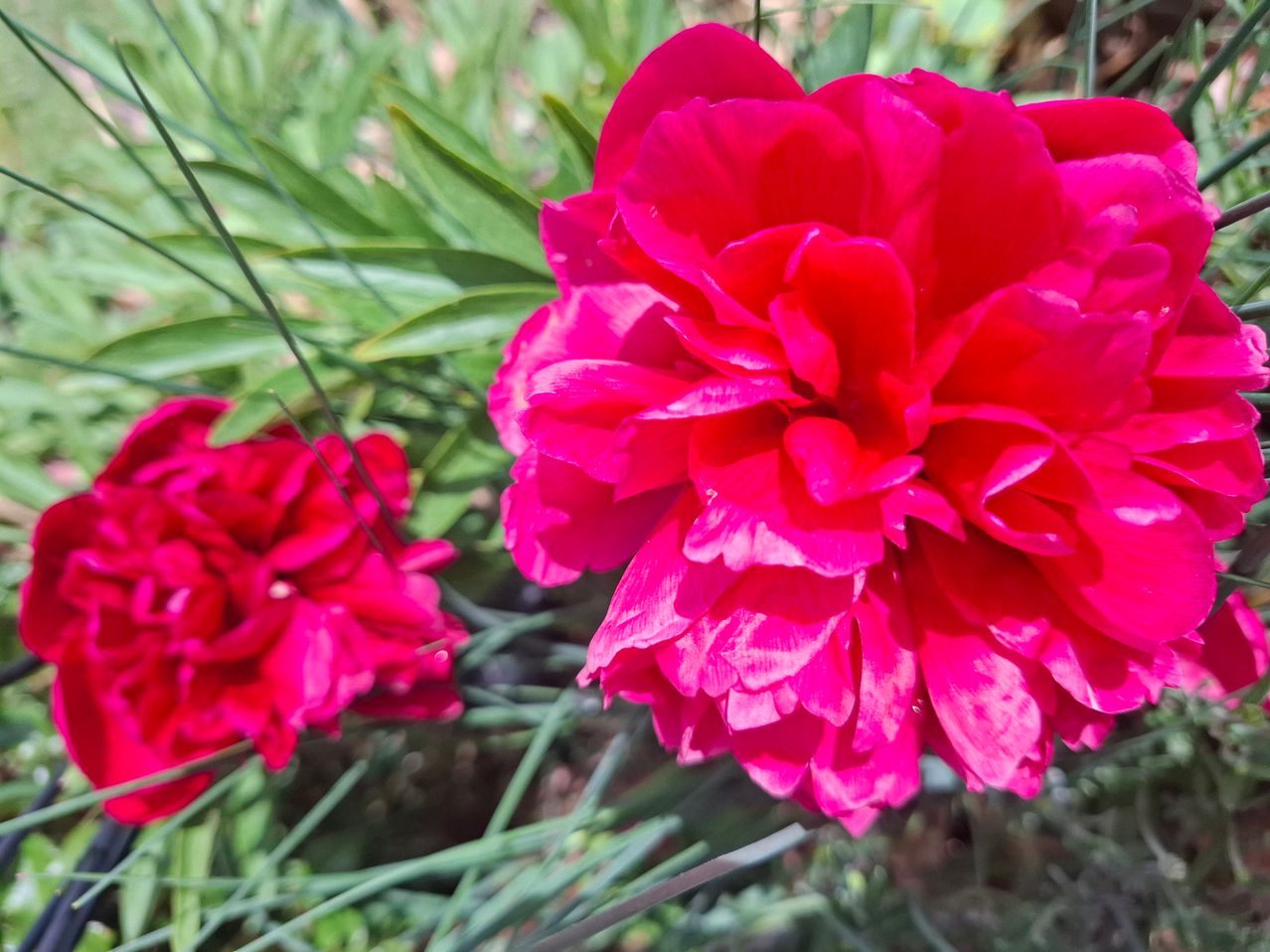 Nahaufnahme von leuchtend rosa Nelken mit verschwommenem grünem Laub im Hintergrund.