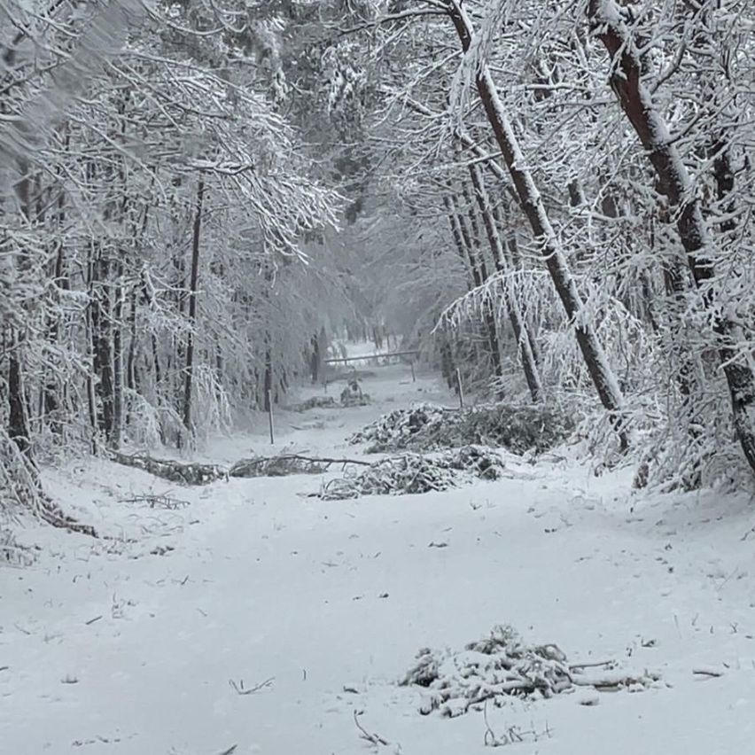 Ein verschneiter Pfad in einem Winterwald mit schneebedeckten Bäumen. Einige abgebrochene Äste sind auf dem Boden verstreut.