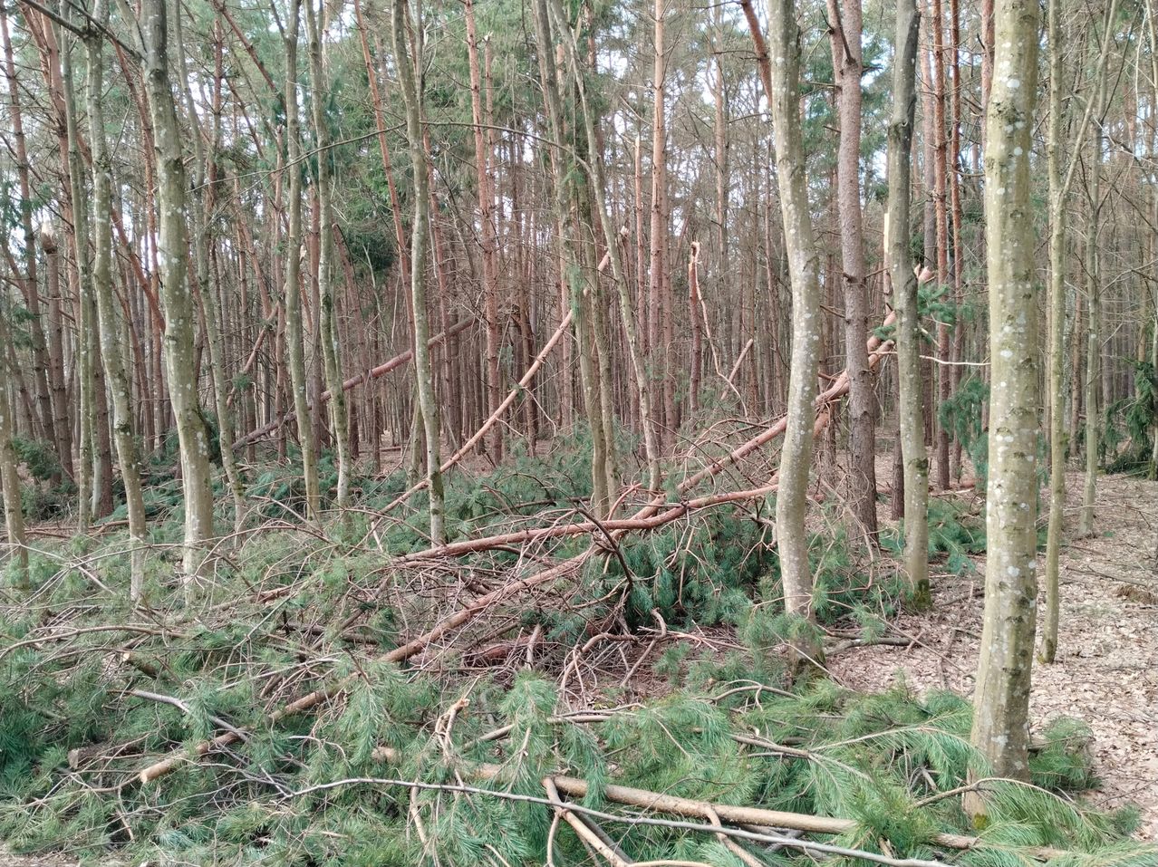 Ein dichter Wald mit vielen umgestürzten Bäumen und Ästen auf dem Boden, die eine chaotische Landschaft bilden, umgeben von hohen Bäumen.