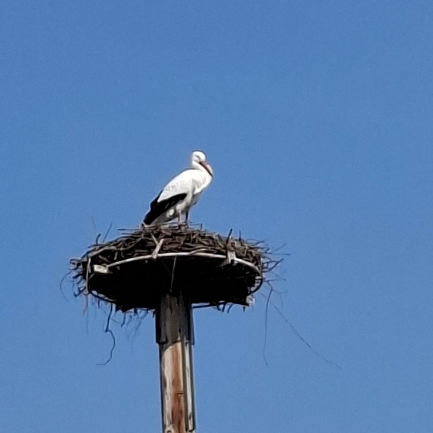 Ein Storch sitzt auf einem Nest, das auf einem Pfahl errichtet wurde, vor einem klaren blauen Himmel.