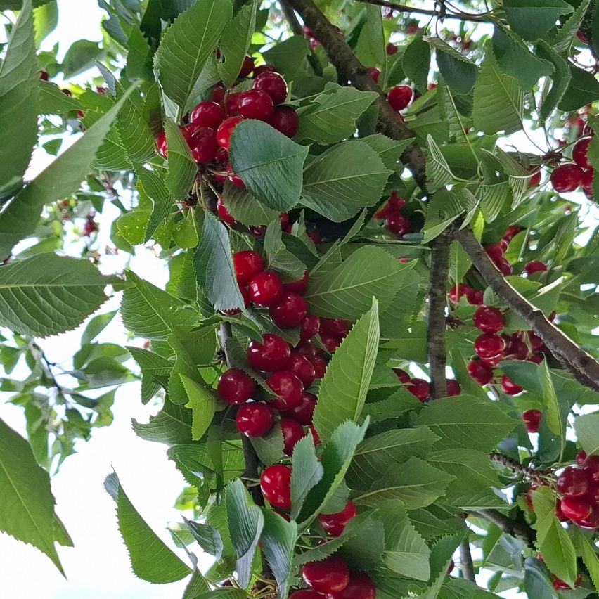 Ein Cluster roter Kirschen hängt von einem Ast ab, umgeben von grünen Blättern. Die Kirschen sind hell und glänzend und reflektieren das Sonnenlicht.
