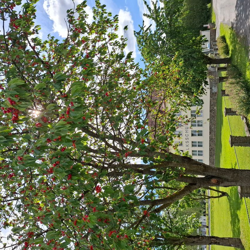 Ein Baum mit leuchtend roten Früchten in einem Park. Die Sonne scheint durch die Äste. Im Hintergrund ein Gebäude mit dem Namen LKSSCHUL. Grüner Rasen und Bäume umgeben das Gebiet.