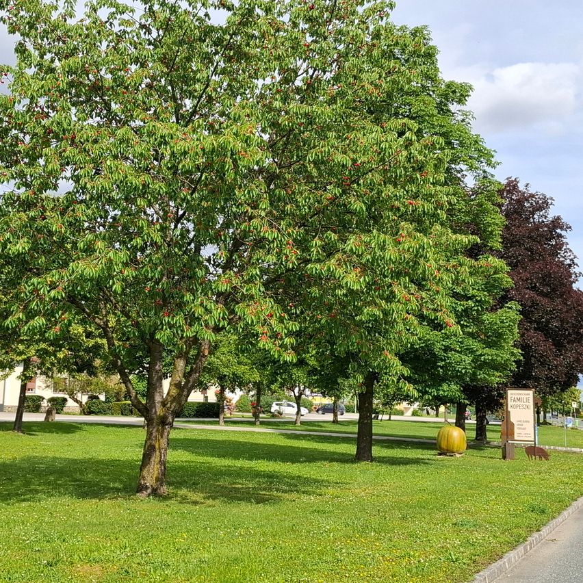 Ein Park mit einem üppigen grünen Rasen und Bäumen. Ein Baum ist besonders hervorgehoben, mit leuchtend roten Beeren und üppigen grünen Blättern.