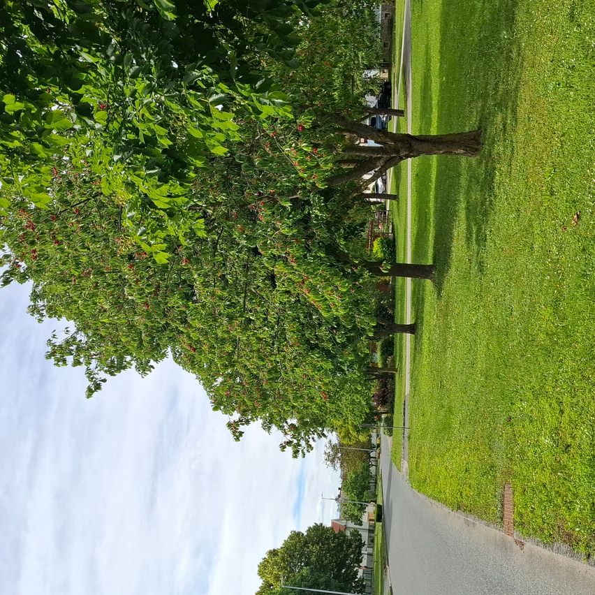 Eine Draufsicht auf einen grünen Rasen mit Bäumen und roten Beeren, einem geparkten Auto und einer Straßenlampe. Der Himmel ist blau mit einigen Wolken.