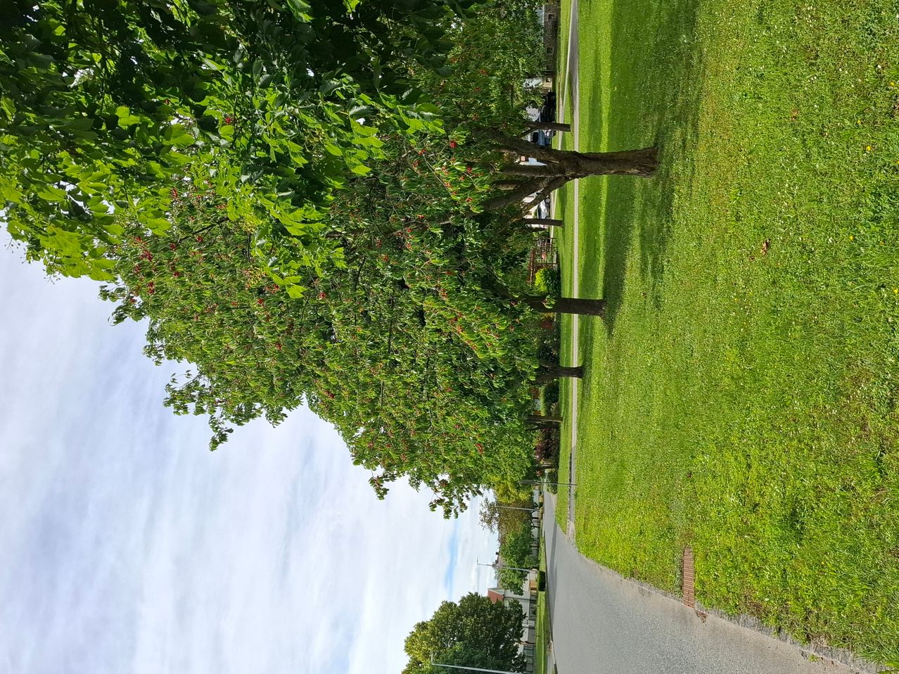 Eine Draufsicht auf einen grünen Rasen mit Bäumen und roten Beeren, einem geparkten Auto und einer Straßenlampe. Der Himmel ist blau mit einigen Wolken.