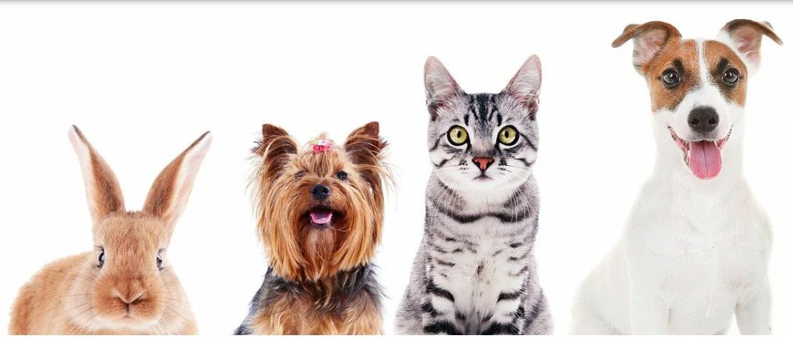 Eine Reihe von Haustieren umfasst einen Hasen, einen kleinen braunen Hund, eine graue Katze und einen weißen Hund.