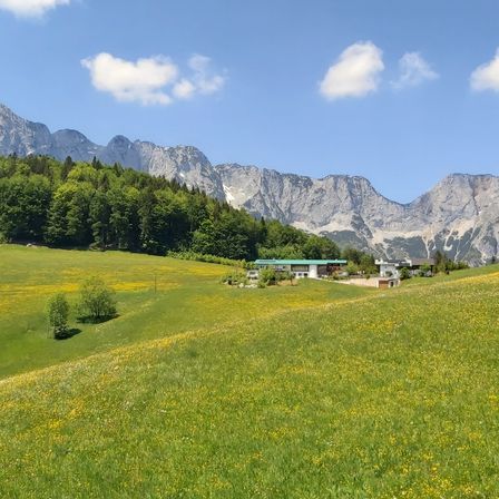 Ein saftiges grünes Feld mit gelben Blumen im Vordergrund, einem Haus in der Mitte und Bergen im Hintergrund.