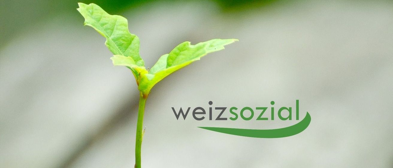 Bild enthält, Leaf, Plant, Sprout, Animal