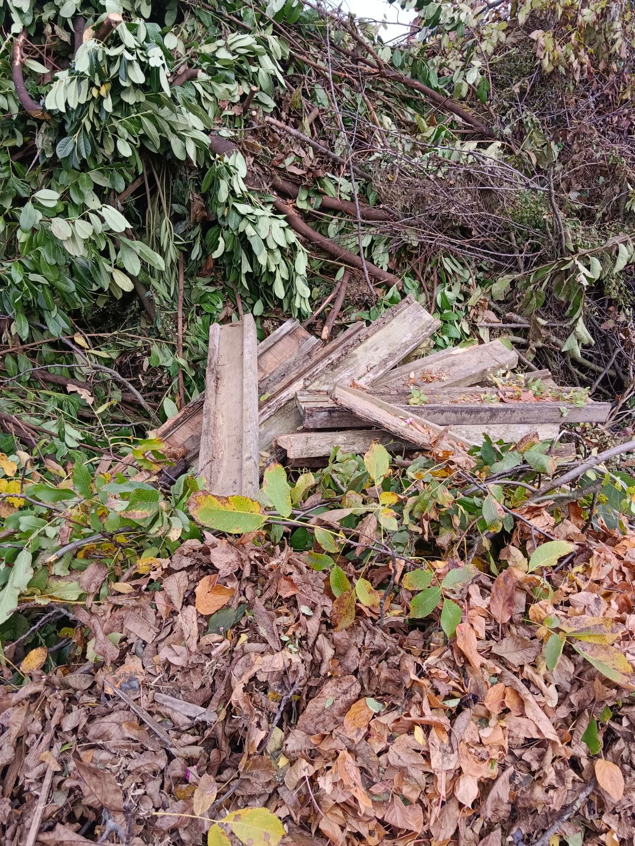Ein Haufen getrockneter Blätter und Zweige liegt auf dem Boden mit verstreuten Ästen und grünen Blättern. Das Gebiet ist von Vegetation umgeben.