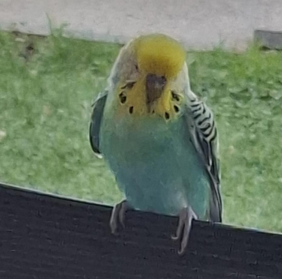 A blue and yellow parakeet perched on a wooden fence. The bird has a yellow head and chest with black markings.