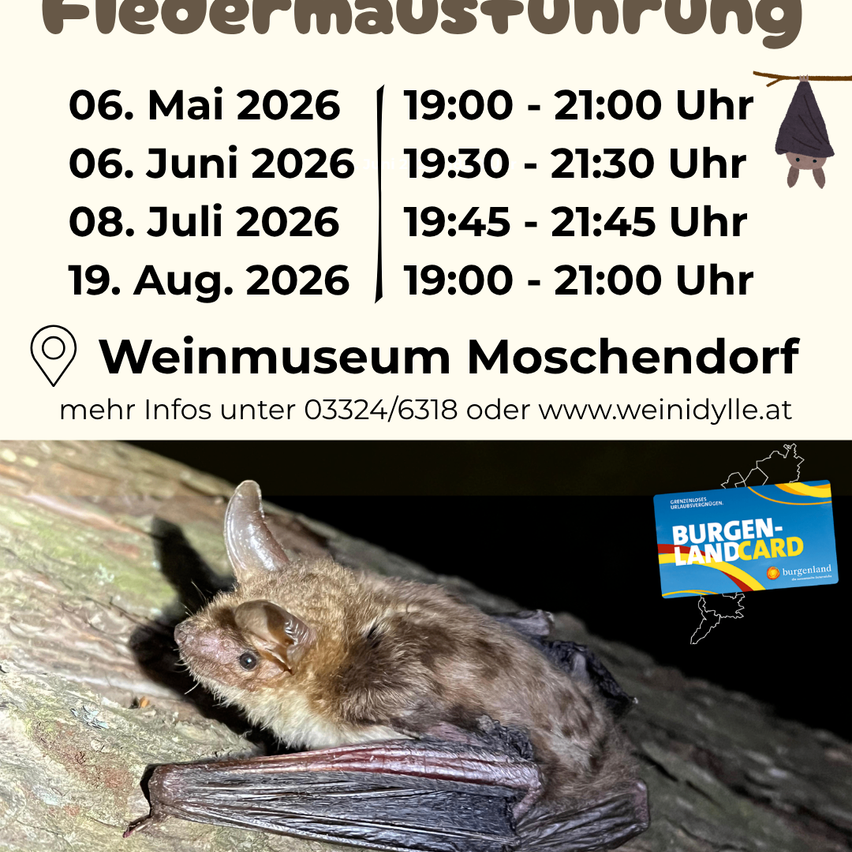 Ein Plakat für eine Fledermausführung an bestimmten Terminen 2026 im Weinmuseum Moschendorf. Kontaktinformationen verfügbar.