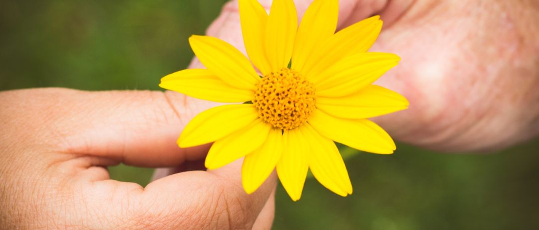 Zwei Hände halten eine leuchtend gelbe Blume mit grünem Hintergrund.