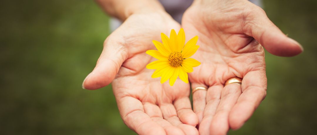 Eine ältere Person hält eine leuchtend gelbe Blume in den Händen, mit grünem Gras im Hintergrund.