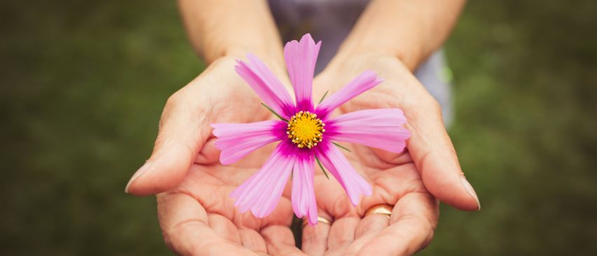 Eine Person hält eine rosa Blume mit gelbem Zentrum in den Händen, mit grünem Hintergrund.