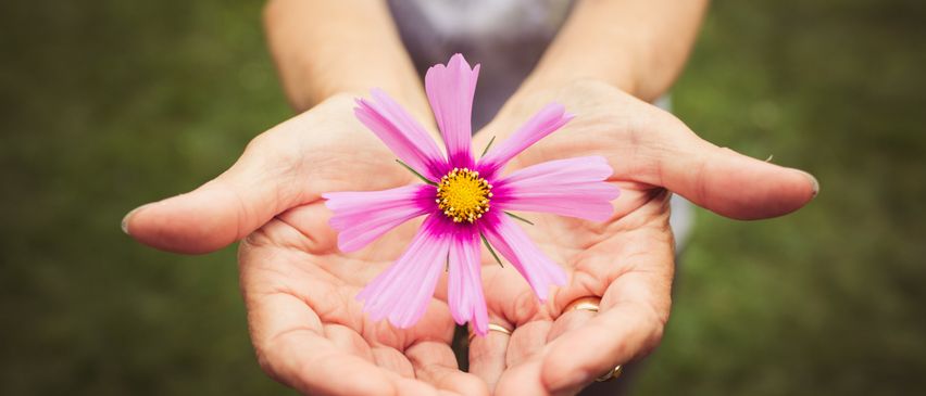 Eine Person hält eine rosa Blume mit gelber Mitte zwischen den Handflächen und steht auf einem grünen Feld.