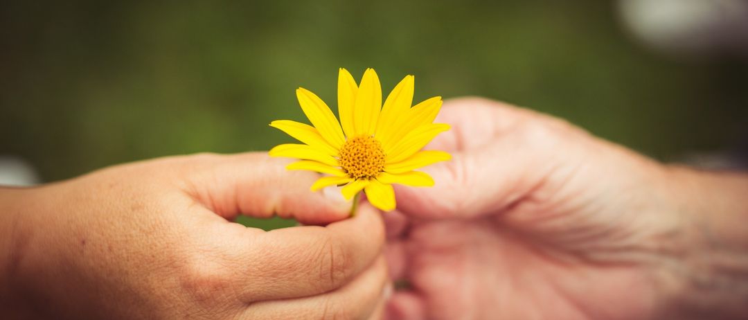 Zwei Hände halten eine gelbe Blume mit einem unscharfen grünen Hintergrund. Eine Hand trägt einen Ring.