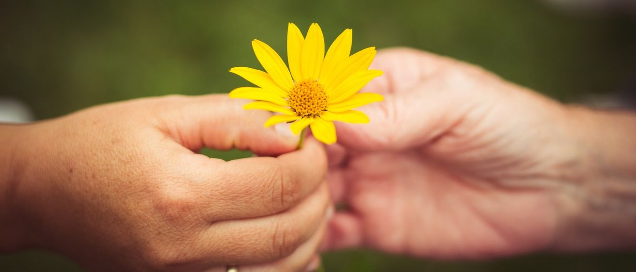 Bild enthält, Body Part, Finger, Hand, Person, Daisy, Flower, Plant, Baby, Petal