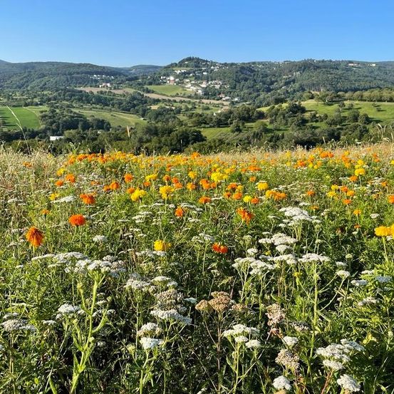 Ein breites Feld mit Orange, Gelb und weißen Blumen ist im Vordergrund. Im Hintergrund befinden sich sanfte Hügel und ein Tal.