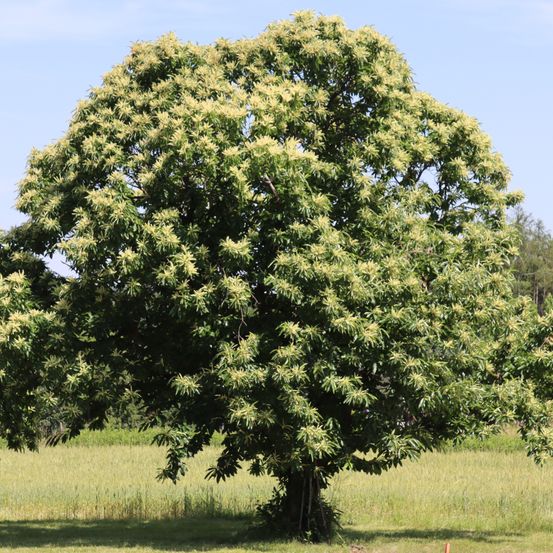 Ein großer Baum mit kleinen gelben Blüten steht in einem grasbewachsenen Feld unter einem klaren blauen Himmel.