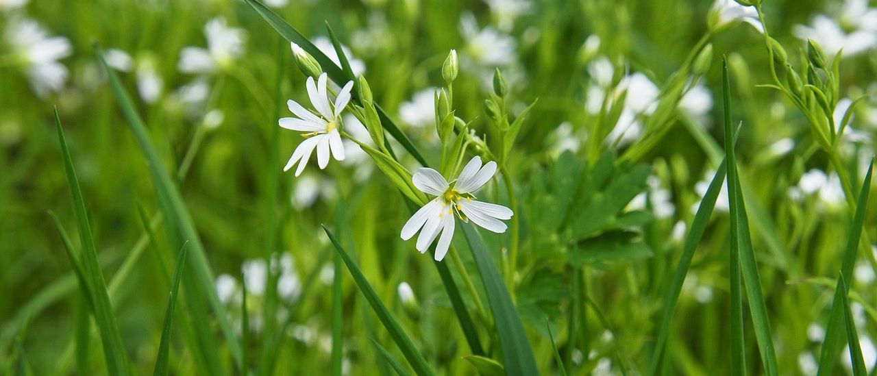 Ein Nahaufnahme eines Feldes mit kleinen weißen Blumen und grünen Blättern, wobei zwei Blumen im Vordergrund stehen.