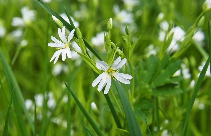 Ein Nahaufnahme eines Feldes mit kleinen weißen Blumen und grünen Blättern, wobei zwei Blumen im Vordergrund stehen.
