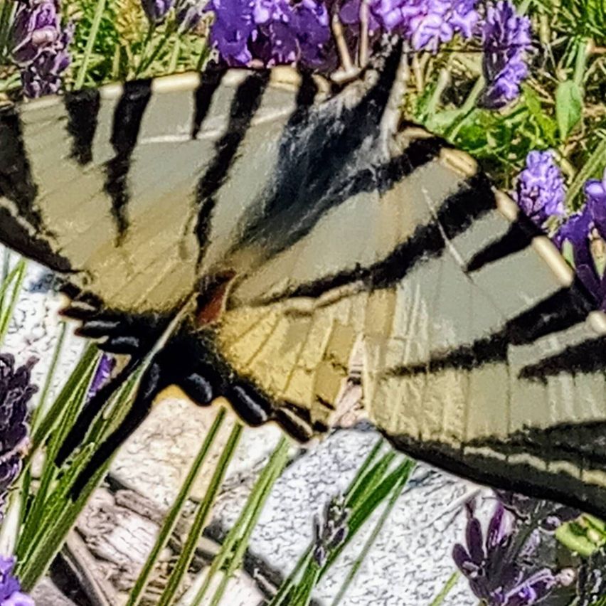 v1_migrated_image_14402606