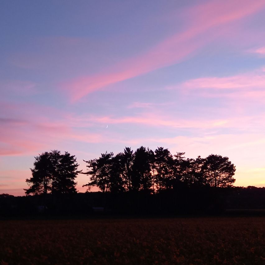 Bild enthält, Nature, Outdoors, Sky, Sunset, Silhouette, Tree, Sunrise, Grassland, Sunlight, Scenery