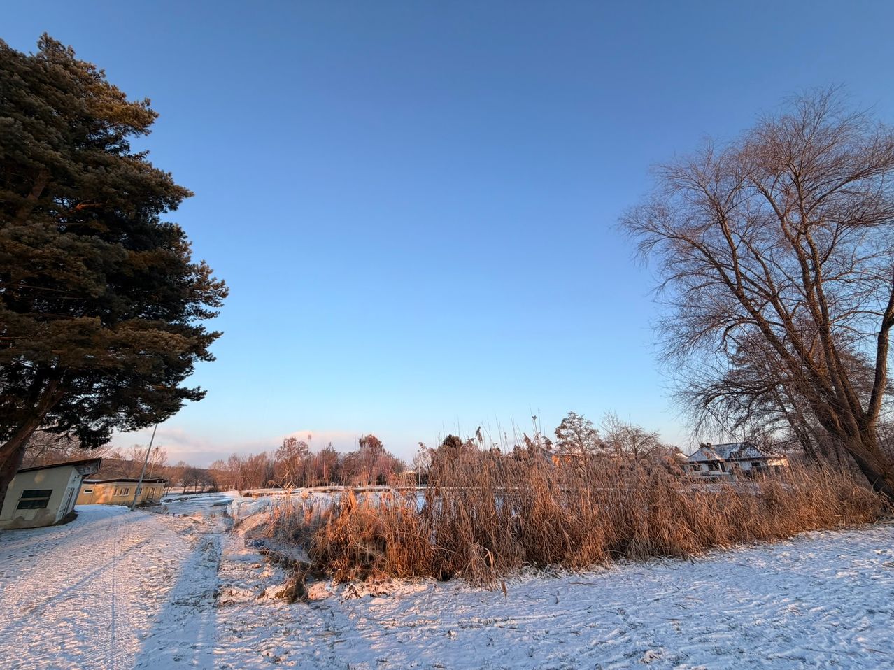 Eine verschneite Landschaft mit einem Weg, hohem Gras und einem Haus in der Ferne. Der Himmel ist blau, und es gibt Bäume auf beiden Seiten.