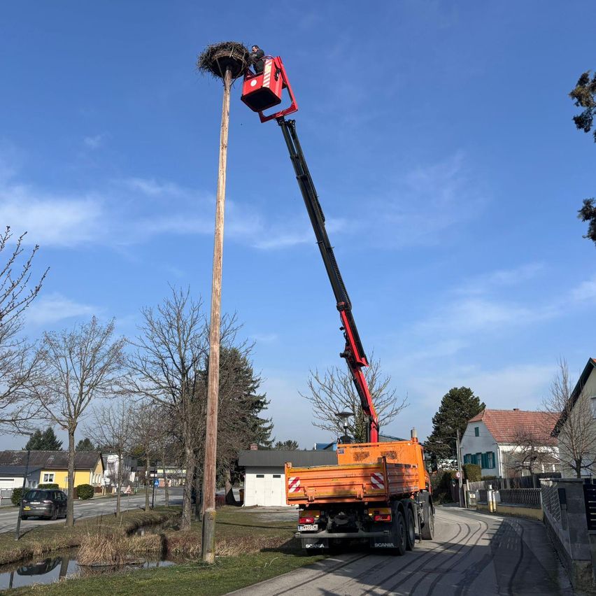 Eine Person auf einem Kran entfernt ein Vogelnest von einem hohen Pfahl an einer Straße mit geparkten Autos und Häusern im Hintergrund.