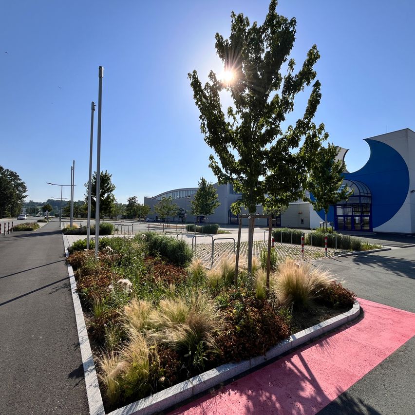 A sunny day at a large parking lot with a central tree and pink markings, a blue and white building in the background.