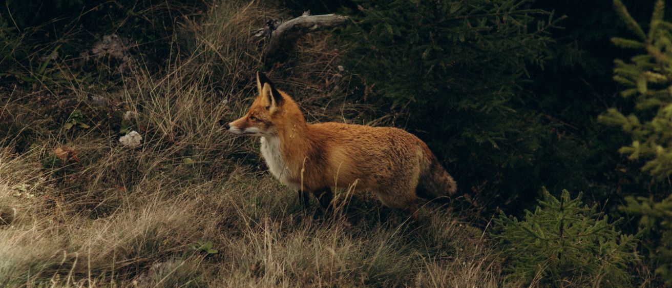 Ein roter Fuchs steht aufmerksam in einem grasigen Bereich, umgeben von dunkelgrünen Bäumen.