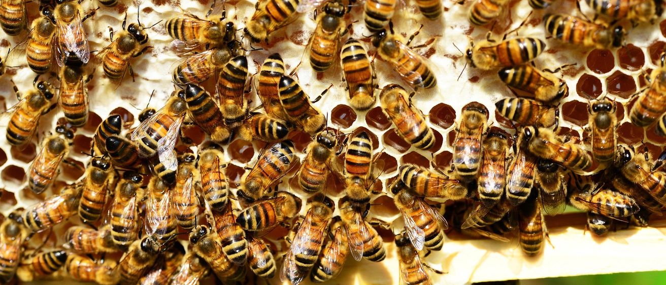 Eine Nahaufnahme einer Gruppe von Honigbienen auf einem Bienenwaben, wobei einige Bienen an den Honigzellen arbeiten.