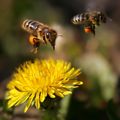 Zwei Honigbienen fliegen über einer gelben Löwenzahnblüte, eine mit einem orangefarbenen Pollenball.
